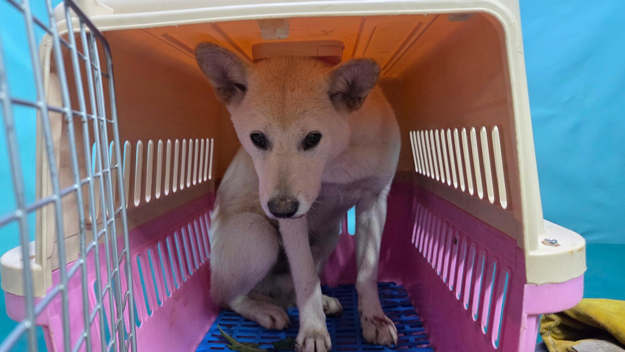 보호중 믹스견의 가…